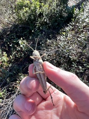 Schistocerca rubiginosa