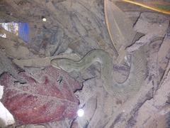 Cerberus schneiderii