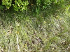 Carex divisa