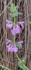 Stachys grandidentata