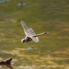Tramea loewii