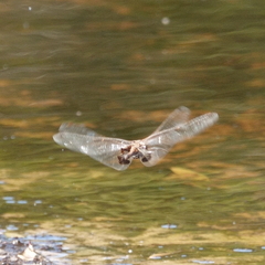Tramea loewii