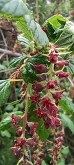 Ribes