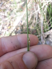 Carex divisa
