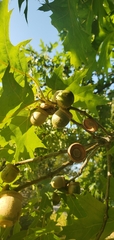 Quercus palustris