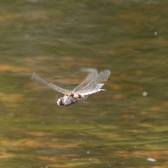 Tramea loewii