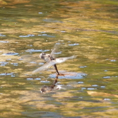 Tramea loewii