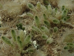 Dasycladus vermicularis
