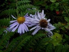Aster
