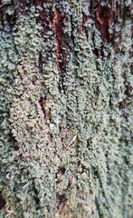 Cladonia caespiticia