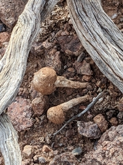 Montagnea arenaria