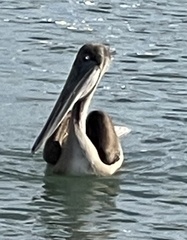 Pelecanus occidentalis