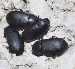 Opatroides punctulatus
