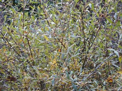 Salix salviifolia