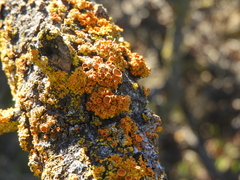 Polycauliona polycarpa
