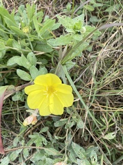Oenothera drummondii
