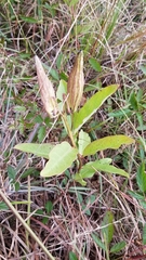 Asclepias viridis