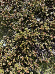 Bolax gummifera
