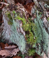 Cladonia caespiticia