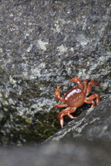 Cyclograpsus cinereus