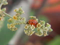 Harmonia axyridis