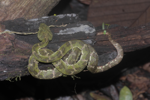 Ecuadorian Eyelash-Viper