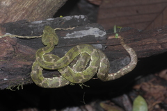 Bothriechis schlegelii