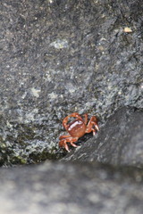 Cyclograpsus cinereus