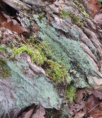 Cladonia caespiticia
