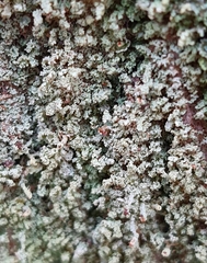 Cladonia caespiticia