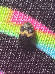 Coleoptera