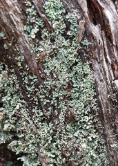 Cladonia caespiticia