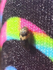 Coleoptera