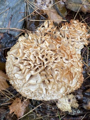 Sparassis spathulata