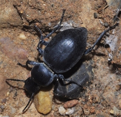Tentyria laevis
