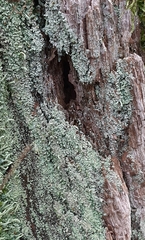 Cladonia caespiticia
