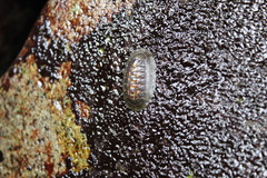Chiton barnesii