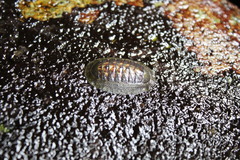 Chiton barnesii