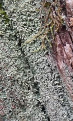 Cladonia caespiticia