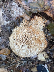 Sparassis spathulata