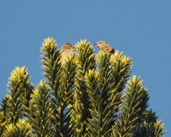 Leptasthenura striolata