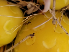 Solenopsis xyloni