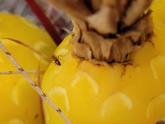 Solenopsis xyloni