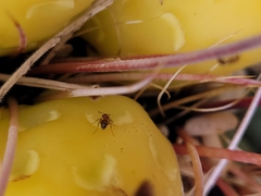 Solenopsis xyloni