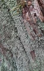 Cladonia caespiticia