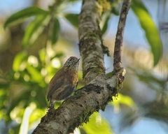 Picumnus nebulosus