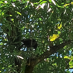 Cyanocorax cyanomelas