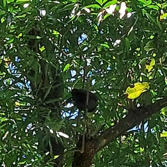 Cyanocorax cyanomelas