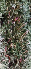 Cladonia ochrochlora