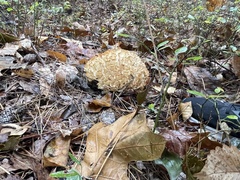 Sparassis spathulata